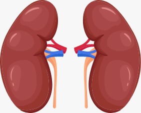 Kidney